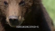棕熊带崽捕猎，熊崽却被急流冲走，熊妈护崽不成，场面令人揪心