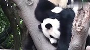 熊猫宝宝-够不到我吧，看你还怎么打我！场面笑爆了