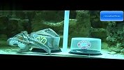 欧冠-1213赛季-章鱼保罗孙子接班 预测欧冠多特将夺冠-新闻