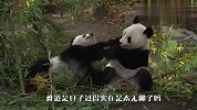 一根枯竹子有多好吃？两只熊猫为它大打出手，场面笑翻了