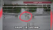 南京一养殖塘周边大量鹭鸟死亡，疑似吃死鱼引起中毒，目击者：有鸟些还在呕吐
