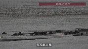 呼伦贝尔狼群偷袭撕咬马儿监控视频曝光，受损牧民回应