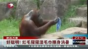 好聪明 红毛猩猩湿毛巾擦身消暑