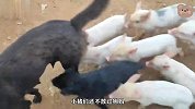 这只狗妈太不容易了，一边照顾自己孩子，还要照顾几只小猪