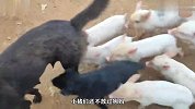 这只狗妈太不容易了，一边照顾自己孩子，还要照顾几只小猪