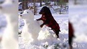 蠢萌小腊肠，看到主人给它堆的同款雪人，扑上去一口咬烂