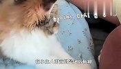 小主人放假后，猫咪就忙碌了起来，偷偷一看笑翻了