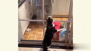 小猫咪迷惑行为大赏，他们都是智商天花板