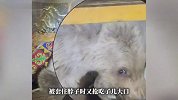 阿勒泰一幼熊闯牧民毡房偷吃羊油，警察来了都不慌，熊脖子被套还抢吃几大口