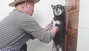 铲屎官帮柴犬洗澡，结果人和狗都要疯了，场面笑爆了
