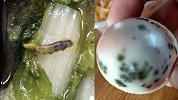 武汉某高中配餐多次现虫子和发霉鸡蛋 官方：校长免职 退费道歉