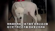 主人炖了一锅肉，狗子怕吃不到困得站不住都不肯睡：真正的“困成狗”