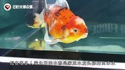 用玻璃缸养鱼很容易死，到底是什么原因？鱼缸：这锅我不背