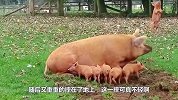 老母猪喂奶时，突然发“猪癫疯”，一头将小猪崽顶上天！