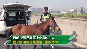 奇葩！小马不堪被同伴欺负 早高峰独自跑上高架“压马路”