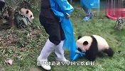 熊猫团子不讲武德，奶妈都要被逼疯了，场面笑爆了