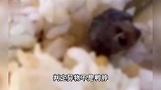 江西通报：“鼠头鸭脖”事件异物是鼠头，当日被食堂丢弃