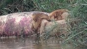 雄狮正在吃肉，一道“黑影”猛蹿袭出，狮子秒被“开膛破肚”！