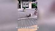 两只猫咪在家里打架，最后被铲屎官踢出去