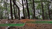 心疼！西昌山火后致猴子伤亡 当地将加强巡查联系救治