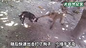 猴子抢不到狗子食物，就恼羞成怒踢翻狗碗