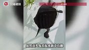 男子养“双头龟”，一个身子两张嘴，每次吃饭都像在吵架，专家揭秘：成年概率近万分之一
