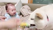 柴犬抢小主人玩具，自己多大了没点数吗？场面笑爆了