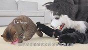 主人扮哈士奇恶搞，猫咪露露看到后，接下来忍住别笑