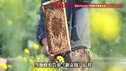 官方给油菜花喷药致蜜蜂大量死亡：养蜂未报备，洒药前难联系