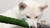 狗狗怕黄瓜吗？主人对3只柴犬进行测试，接下来忍住别笑