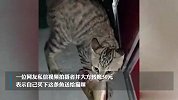 男子暴晒1天钓上1条鱼却被猫抢走，网友大气转账50元：这钱我出