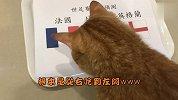 台湾腔太软！小萌猫预测英格兰夺冠 支持法国的铲屎小哥抓狂