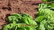 女子晒1米5妈妈随手撒种，种出1米3“巨型青菜”