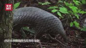 十种野生动物的告白看点-20200315-“森林卫士”穿山甲生存现状如何？