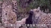 角马妈妈放弃自己的幼崽，任由两只猎豹撕咬，最后小角马被咬死！
