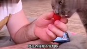 把宠物养成猪的我见过不少，把猪养成狗的我是头一次见啊