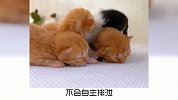 宠物冷知识：猫咪为什么拉完屎后疯跑？又涨知识了