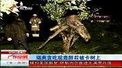 瑞典驼鹿贪吃发酵苹果 醉后被卡树上