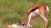 羚羊成功把同伴干趴，结果却被卡住动弹不得，而就在此时胡狼来了
