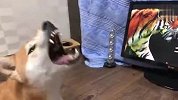 铲屎官在电视上放老虎，胆小柴犬看到后，下一秒太逗了