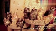 动作整齐萌死人的一群小猫咪