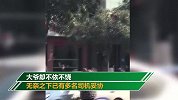 大爷拄拐杖马路中央故意碰撞多辆小车 网友：演技了得啊