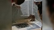 抓老鼠的搞笑名场面，一场激烈的捉老鼠战斗又开始咯，刺不刺激