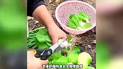 女子独居农村月入1千称很快乐：种菜养鸡，过着自由自在的生活