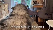铲屎官又带回家一只猫，两只阿拉斯加看到后，反应太逗了