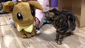 猫咪有多小心眼？居然连玩偶的醋都要吃，谁还敢养啊？
