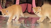 猫咪遇上锡箔纸会有什么反应？老外亲自测试，结果差点笑岔气