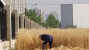 北京三环内麦田迎丰收 市民：见证从青苗变金穗 看着心情舒畅