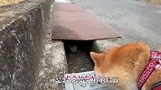 散步途中遇到只猫，柴犬说啥不肯走了，下一秒忍住别笑