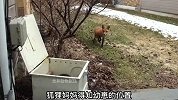 狐狸将幼崽产在人类家中，却被大叔一锅端，狐狸妈妈紧张救崽